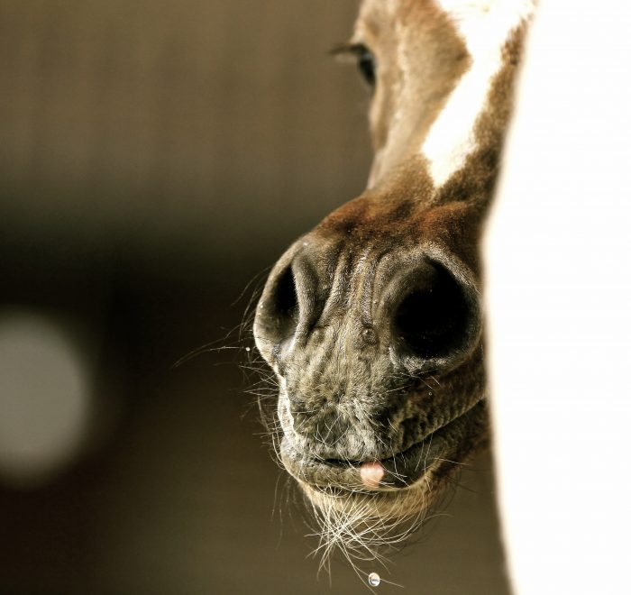 foaling program